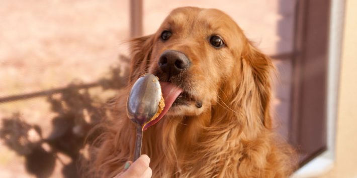 Dogs Love Peanut Butter But Not All Of It Is Safe Lucky Lady