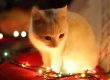Cat with Christmas Lights