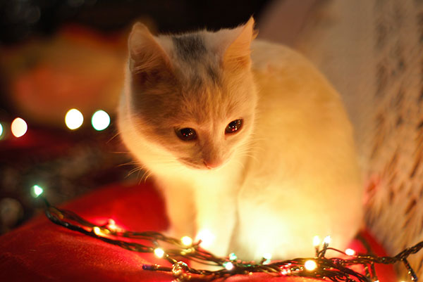 Cat-with-Christmas-Lights Cat with Christmas Lights