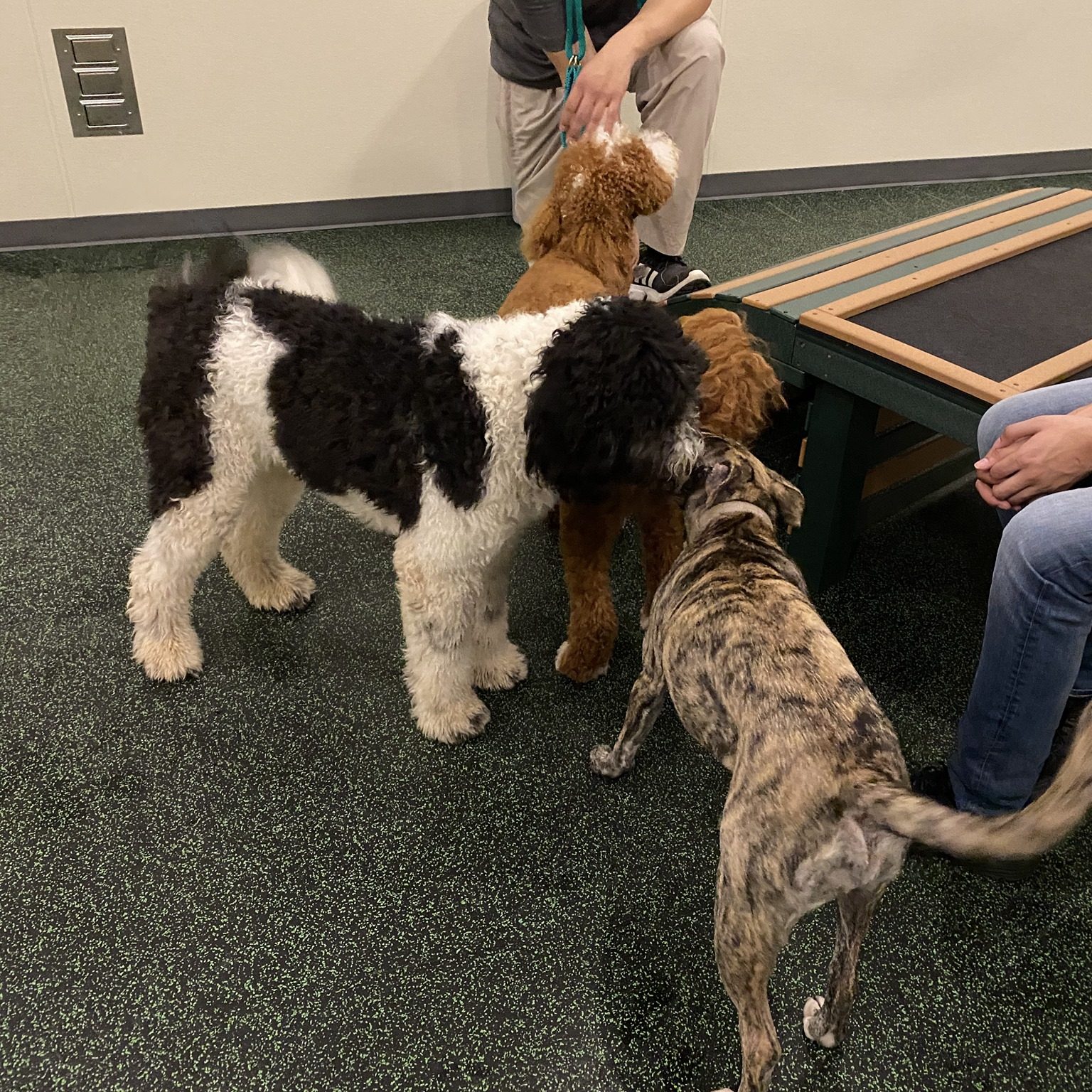 Atlanta GA Premiere Pet Resort