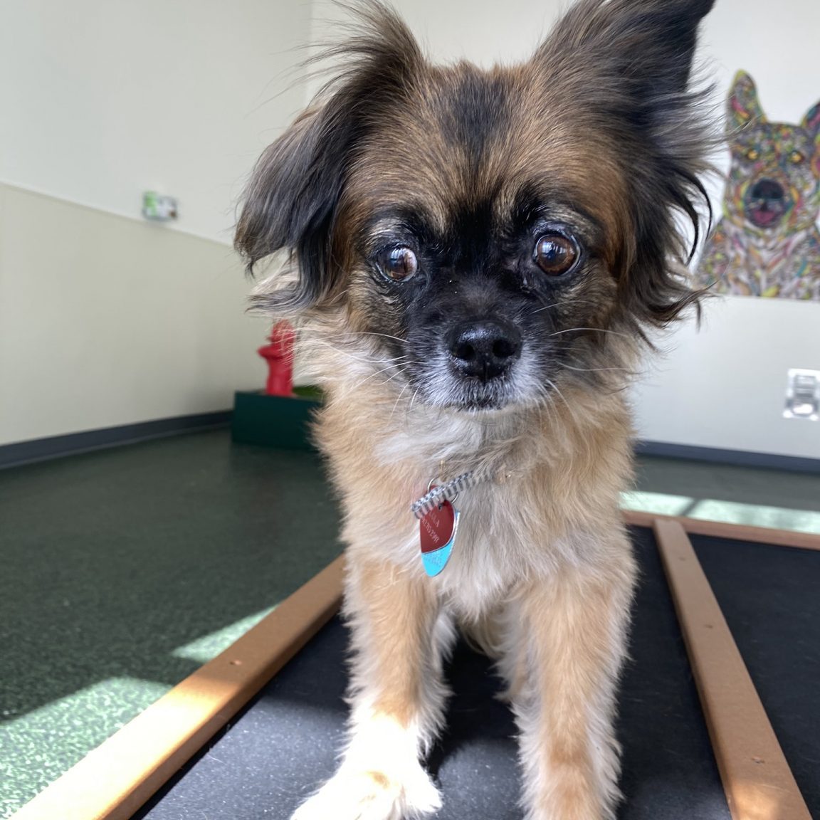 Atlanta GA Pet Boarding, Daycare, Pet Grooming, Training Lucky & Lady