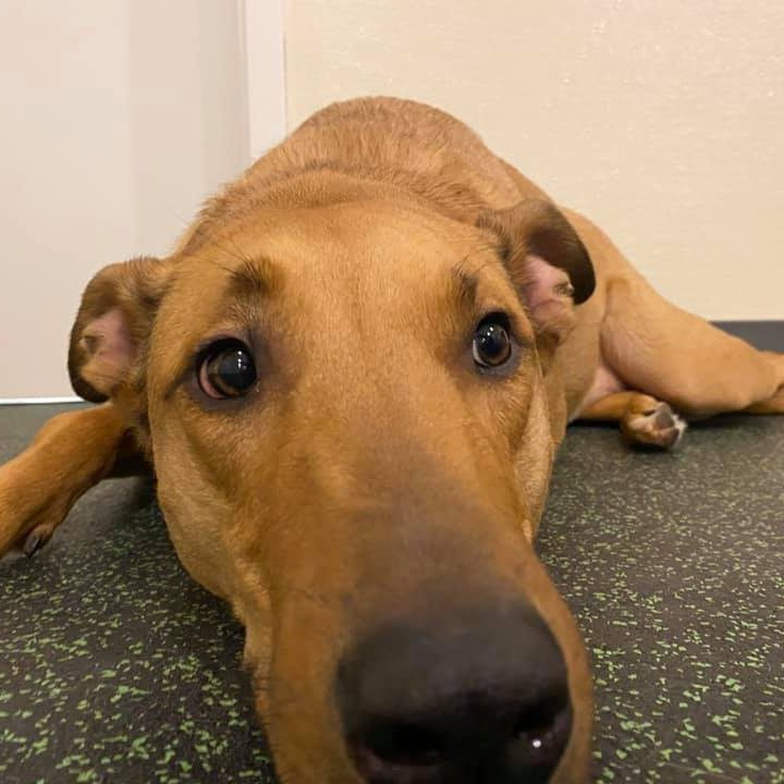 Atlanta GA Dog Boarding