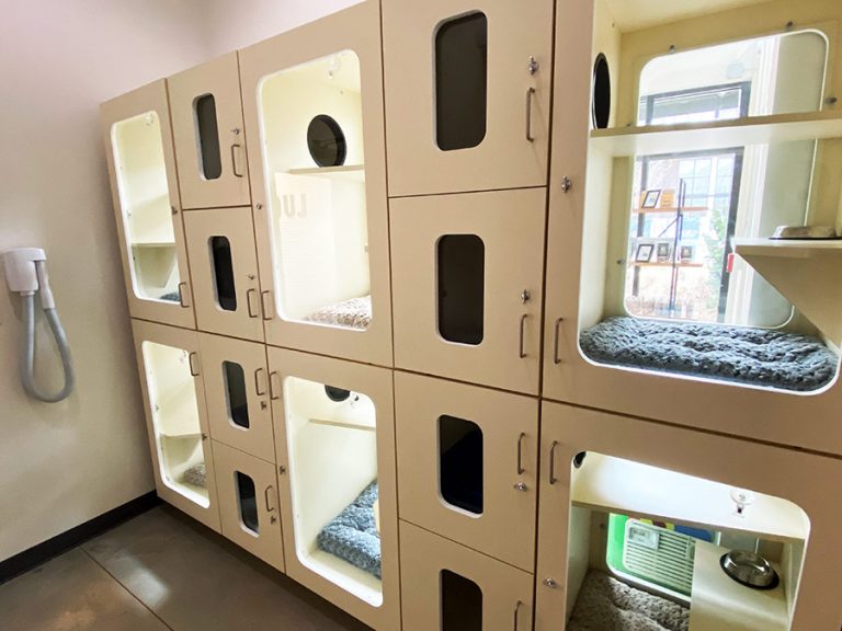 Cat Boarding Atlanta GA Lucky & Lady Pet Resort