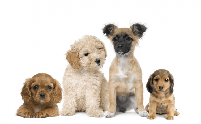 Dogs and their names in 2019 Dogs and their names in 2019