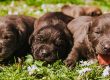 Puppy Grooming Atlanta GA