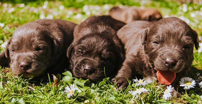 Puppies Puppy Grooming Atlanta GA