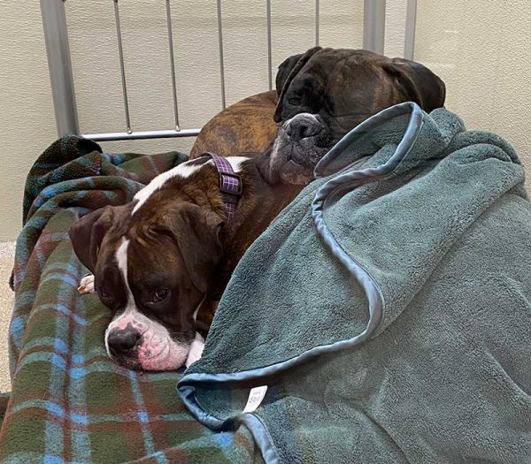 Dog Boarding Atlanta GA Lucky & Lady Pet Resort Reynoldstown GA