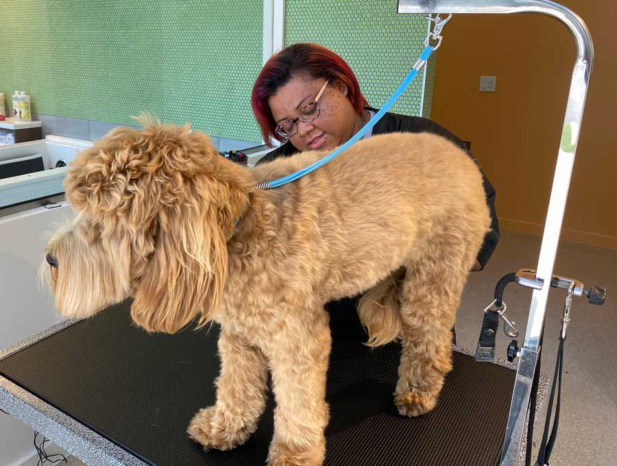 full service dog grooming