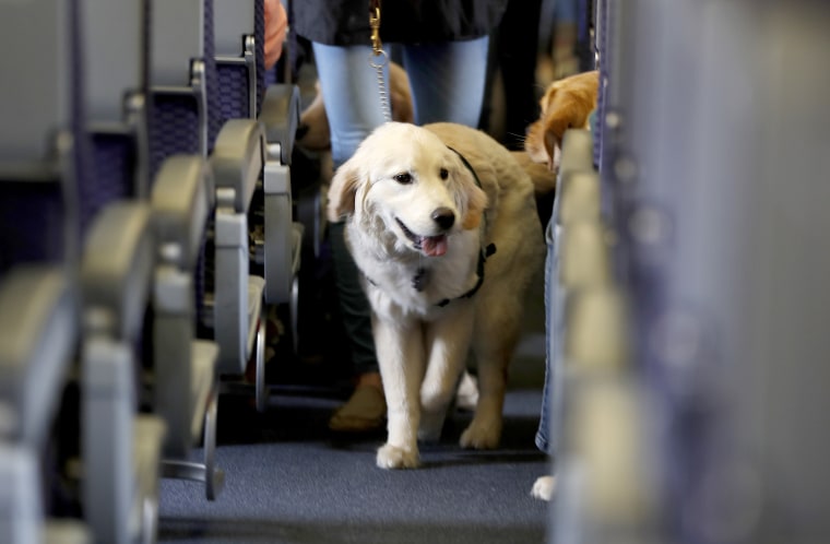 Dog on Airplane