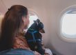 Dog in the aircraft cabin near the window during the flight