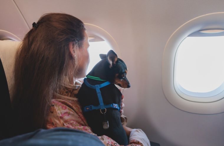 Dog in the aircraft cabin near the window during the flight