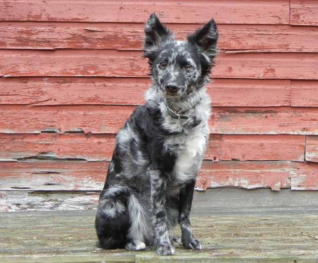 Mudi2 Mudi Dog from Hungary