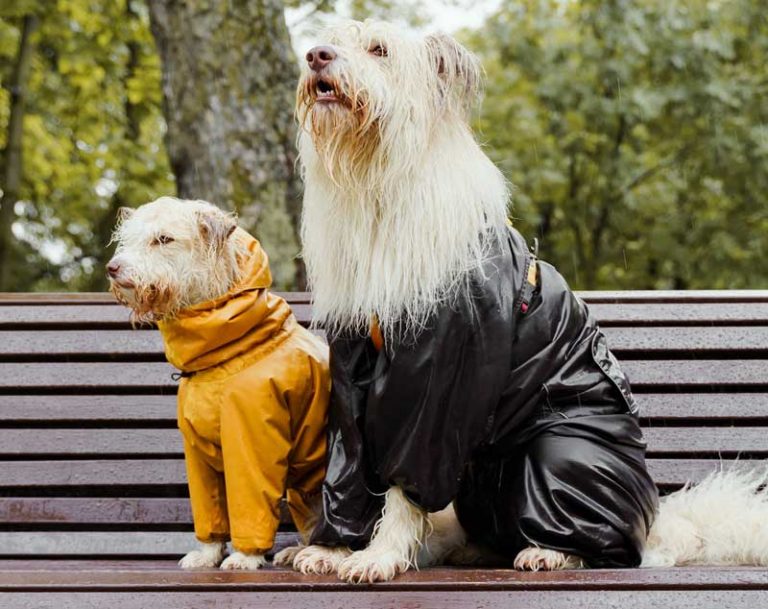 Do Dogs Really Need Coats in Winter? LUCKY & LADY