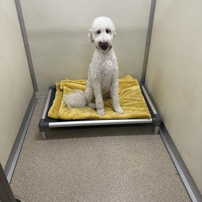 Tall white dog sitting up in cot-style bed