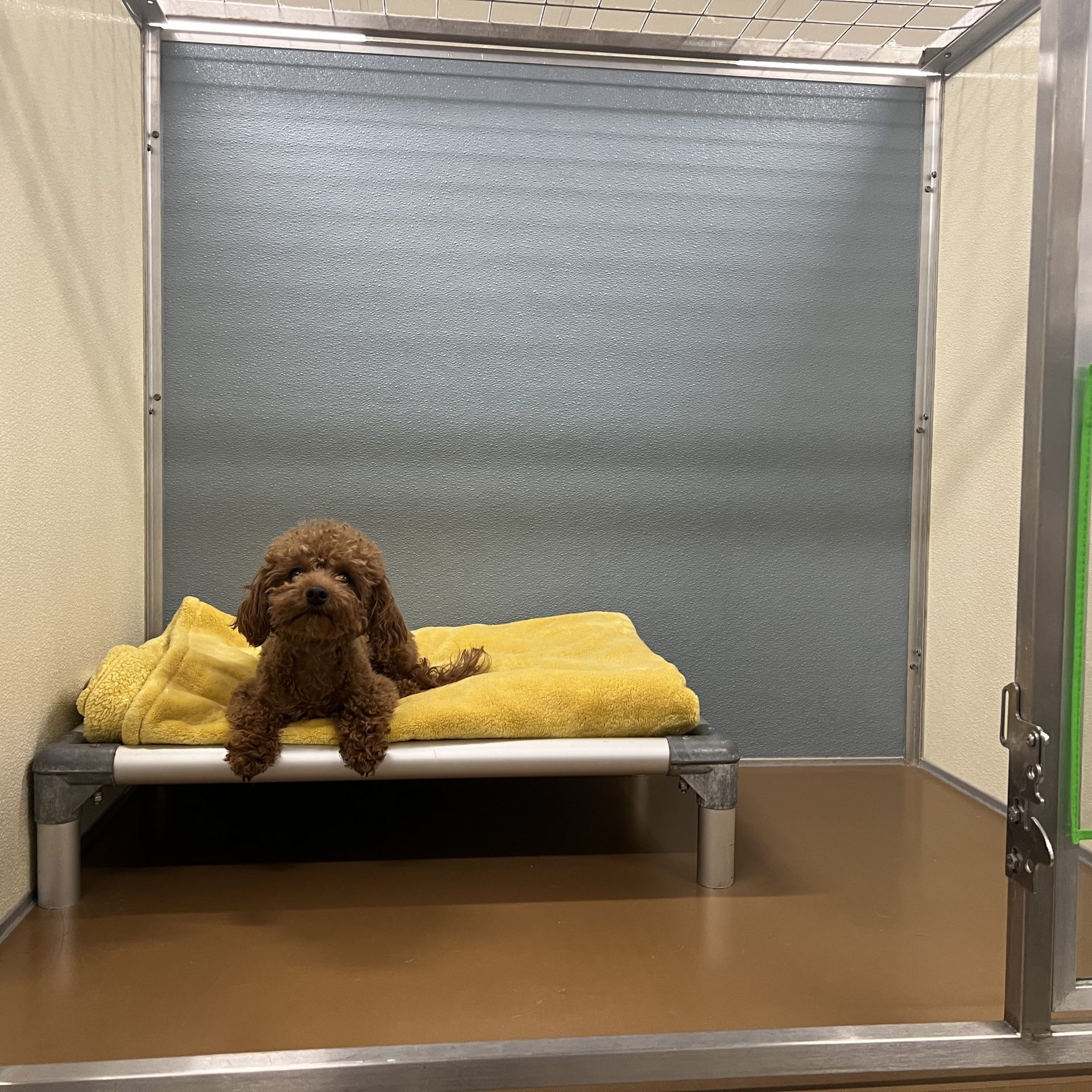 Small brown dog laying on yellow blanket in cot-style bed